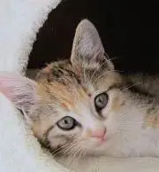 kuuの画像