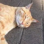 ぴす