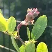 てちあろあの画像