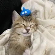 toramaruの画像