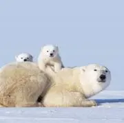 北欧しろくまの画像