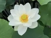 まつの