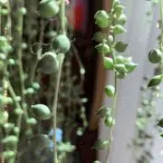 ホルモン好き⭐︎の画像