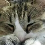 けい