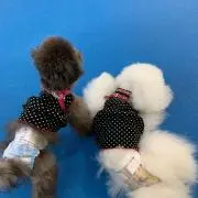 あんころもち