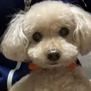 ぽぽの画像