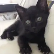 ❀ ❁ ❃ みみ ❊ ❉ ❈の画像