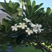みんとの画像