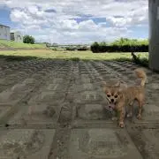 こた郎の画像