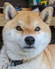 ☆即購入OK☆ファラオの画像