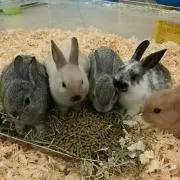 ヒロ