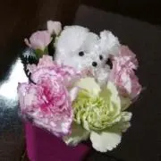 ごまちゃんの画像