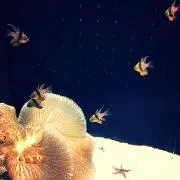 Bubukkoの画像