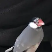 takataraの画像