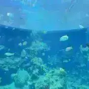 marinの画像