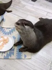 ねっこの画像