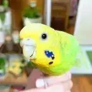 runᐢ.ˬ.ᐢの画像