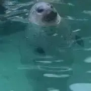 もこ。の画像