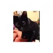 ヒラメゲッター