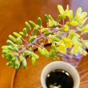 Tataの画像