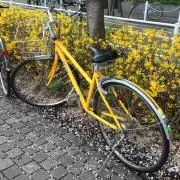 Kosa