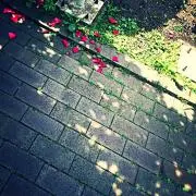 迦音の画像