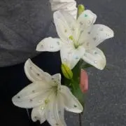 さくさくぱんだの画像