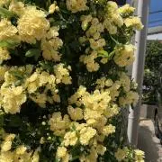 ハワイ餅