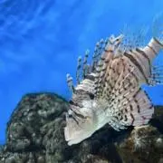 こは