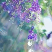 AmssiN