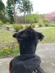 らいむ
