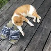 すももも桃もの画像