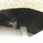 りくらちゃんの画像