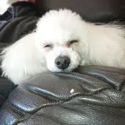 しぃ♡