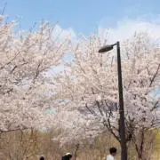 87の画像