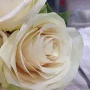 ™️の画像