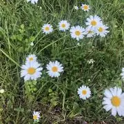 Qの画像