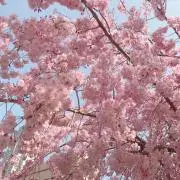 rnrnの画像