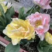 ♧しょこ♧＊お値下げ中＊の画像