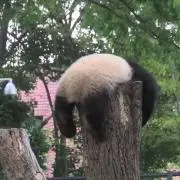 ぱんだやの画像
