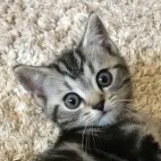 ミー太の画像