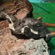 かえるくんの画像