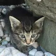 ピコニャン