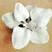 こけまる→本のおまとめお値引しますの画像