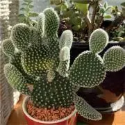 レモネードの画像