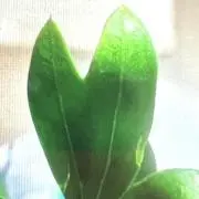 まちゃの画像