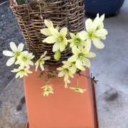 Eさんの画像