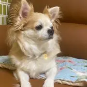 ココアの画像