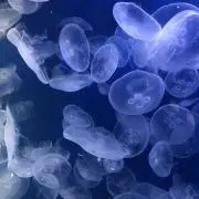 さらの画像