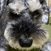 ののははの画像